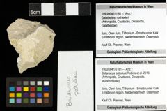Foto (Objekt + Etiketten) von Bullariscus patruliusi (Robins et al., 2013) 